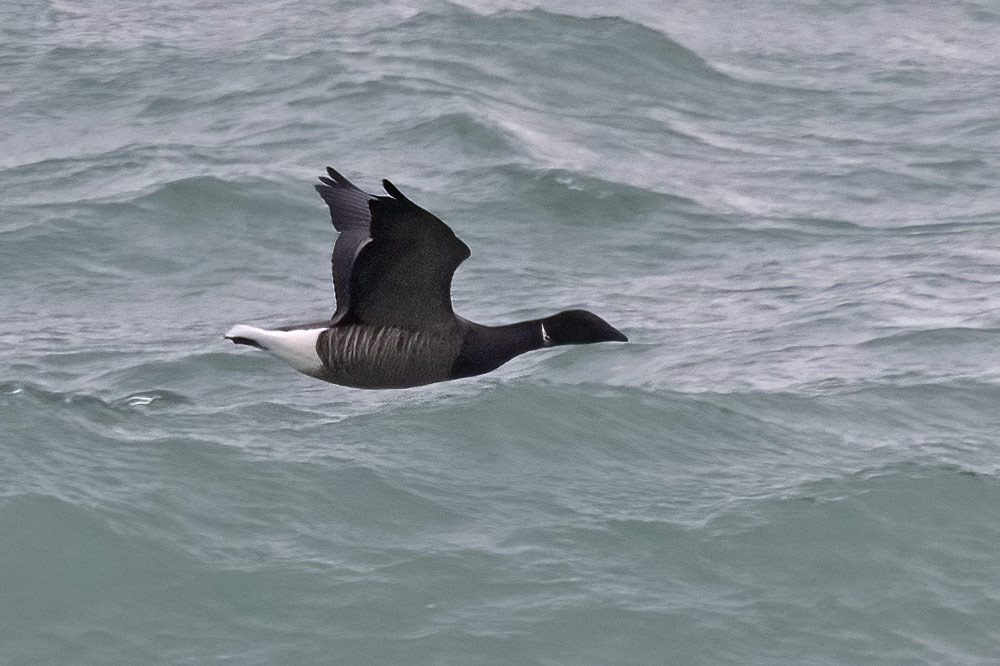 Brent goose
